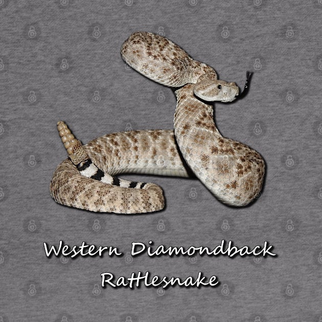 Western Diamondback Rattlesnake by Paul Prints